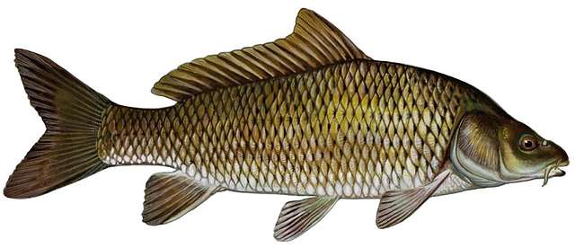 Common Carp